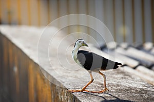 White-breasted Waterhen bird walking on the wall