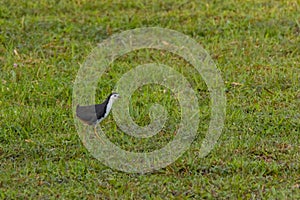 White-breasted Waterhen birdAmaurornis phoenicurus in nature