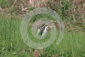 White-Breasted Waterhen in Borneo island, Malaysia