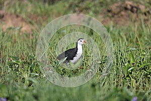 White-Breasted Waterhen in Borneo island, Malaysia