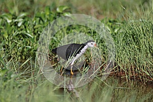 White-Breasted Waterhen in Borneo island, Malaysia