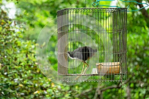 White-breasted waterhen in cage,Bird jungle.
