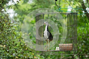 White-breasted waterhen in cage,Bird jungle.