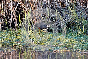 White-breasted waterhen foraging on a lakeshore