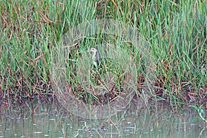 White-breasted waterhen foraging on a marsh