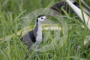 White breasted waterhen in grass