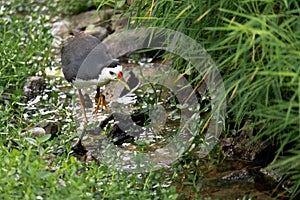 white breasted waterhen hunting by a stream