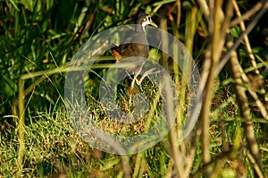 White-breasted waterhen are looking for food in the grass