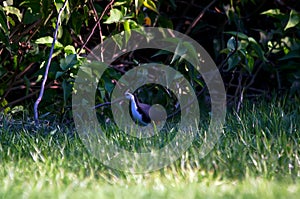 White-breasted waterhen are looking for food in the grass