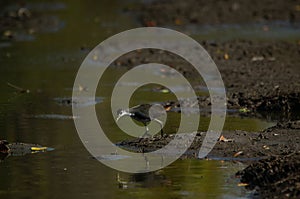 White-breasted waterhen are looking for food in the riverbank