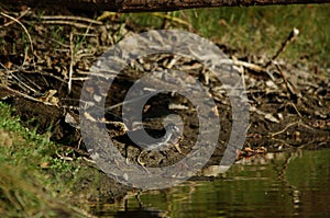 White-breasted waterhen are looking for food in the riverbank