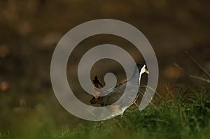 White-breasted waterhen are looking for food in the riverbank