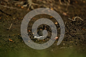 White-breasted waterhen are looking for food in the riverbank