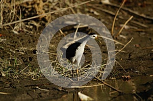 White-breasted waterhen are looking for food in the riverbank