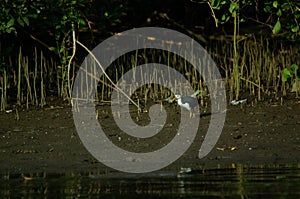 White-breasted waterhen are looking for food in the riverbank