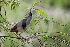 White-breasted Waterhen nesting