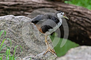 White-breasted Waterhen nesting