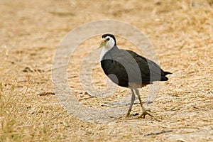 White-breasted Waterhen, Olijfbruin Waterhoen, Amaurornis phoenicurus