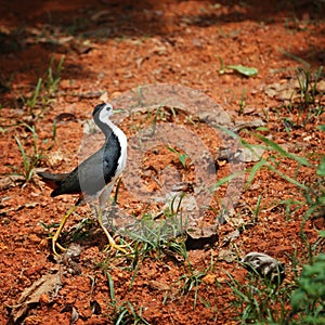 White Breasted Waterhen