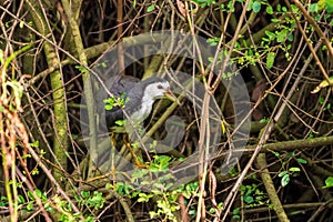 White-breasted Waterhen perched on a branch in a dense forest