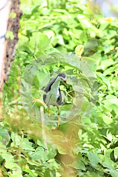 White-breasted Waterhen, perched on a bush