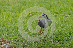 White breasted waterhen posing for the camera