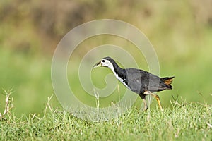 White-breasted waterhen in Pottuvil, Sri Lanka