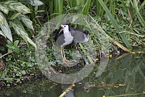 White-breasted waterhen on the riverside