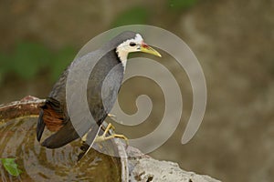 white-breasted waterhen sitting on the water bowl