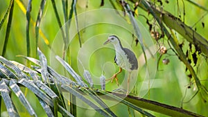 White-breasted Waterhen standing on the fronds