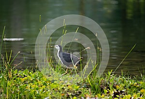 White breasted waterhen walking by the shore of a lake