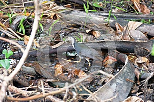 White-breasted Waterhens (Amaurornis phoenicurus