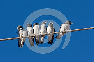White-breasted Wood Swallows
