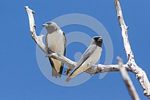 White-breasted Woodswallow