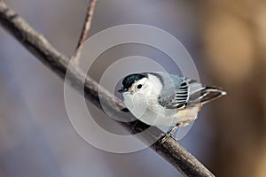 White Breated Nuthatch