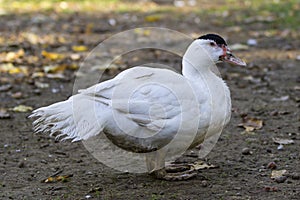 White Breeding duck