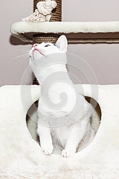 White breedless cat plays on the complex for cats