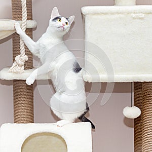 White breedless cat plays on the complex for cats