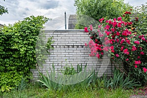 White brick fence against the background of natural greenery and a Bush of red roses