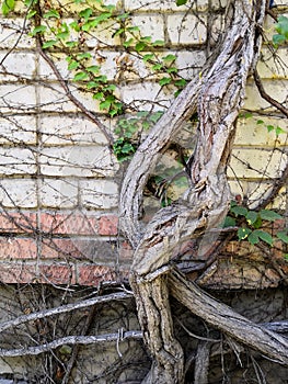 White brick wall with cement and leaves and roots background. black and white of brick wall texture background