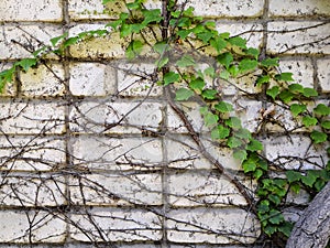 White brick wall with cement and leaves and roots background. black and white of brick wall texture background