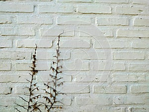 White brick wall may used as background