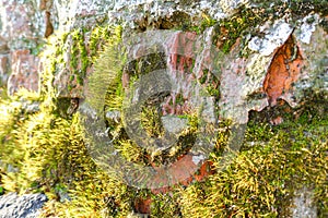 White brick wall. Rough masonry. Moss, lichen at the bottom of the wall. grunge background texture