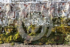 White brick wall. Rough masonry. Moss, lichen at the bottom of the wall. grunge background texture