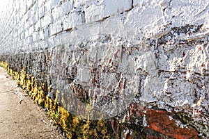 White brick wall. Rough masonry. Moss, lichen at the bottom of the wall. grunge background texture