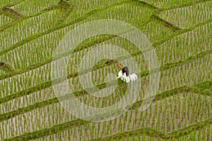 White bridal dress with beautiful romantic young woman in terraced paddy field