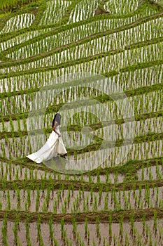 White bridal dress with beautiful romantic young woman in terraced paddy field