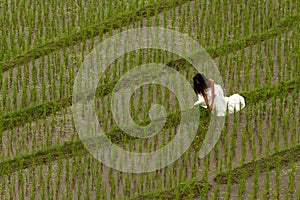 White bridal dress with beautiful romantic young woman in terraced paddy field