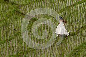 White bridal dress with beautiful romantic young woman in terraced paddy field