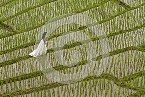 White bridal dress with beautiful romantic young woman in terraced paddy field